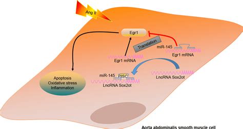 A Mechanism Graph Of The LncRNA Sox2ot MiR 145 Egr1 Axis Involved In