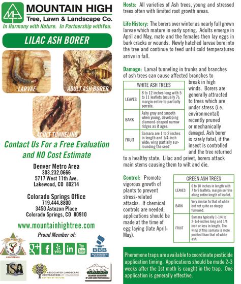 Lilac Ash Borer Plant Health Root Growth Ash Borer