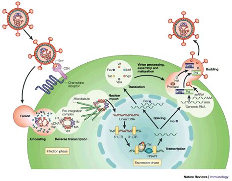 Hiv Life Cycle Hiv Aids