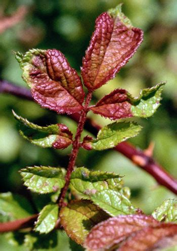 Rose Gardener Disease Management