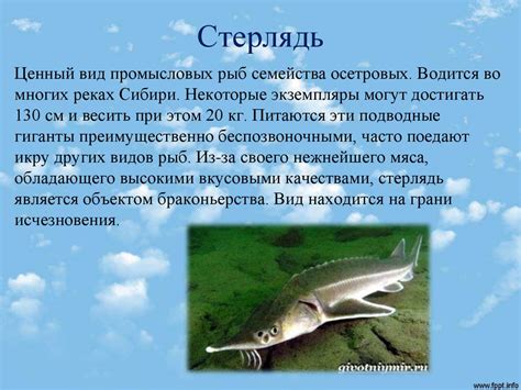 Животный мир тайги - презентация онлайн