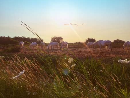 Fotos gratis paisaje naturaleza césped horizonte amanecer campo