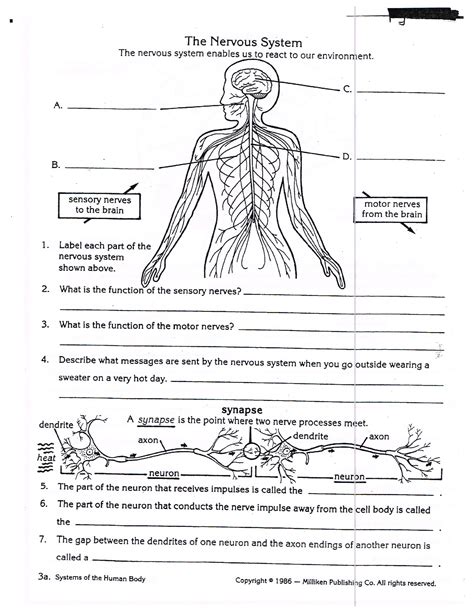 Nervous System Class 5 Worksheet With Answers