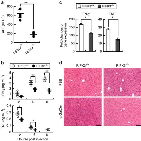 Regulation Of Ripk3 Pgam5 Signaling In Nkt Cells A Ripk3 Pgam5