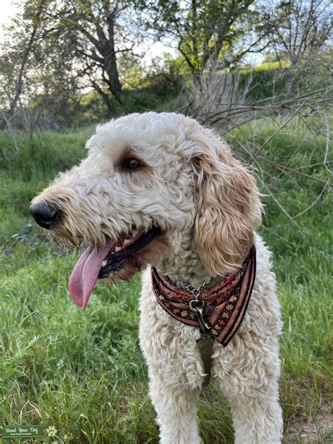 Sweetest Tan Goldendoodle Ollie Stud Dog In Sacramento United States