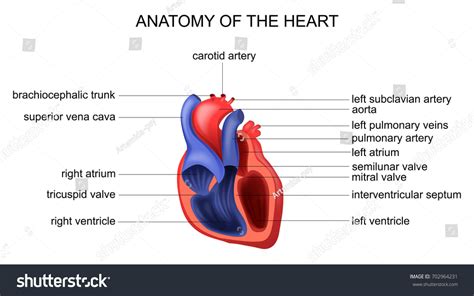 Vector Illustration Heart Anatomy Cardiology Surgery Stock Vector (Royalty Free) 702964231 ...