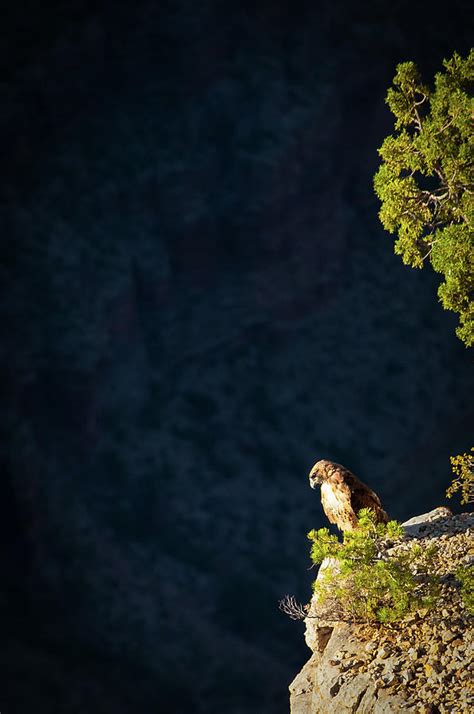 Grand Canyon Photograph By Celso Diniz Fine Art America