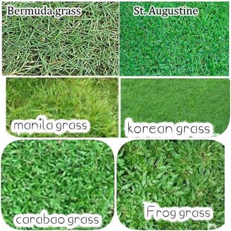 Special Grass Seeds Good Quality Lazada Ph