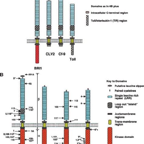 Schematic Structure Of BRI1 And Similar LRR RLKs And LRR Receptorlike