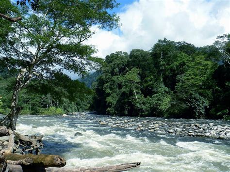 Grantnsaipan Taman Nasional Gunung Leuser Flora Dan Fauna