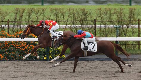 ＜京都4r・新馬戦＞新馬戦を快勝したビーコ（左）（撮影・平嶋 理子） ― スポニチ Sponichi Annex ギャンブル