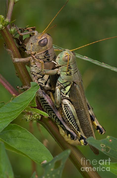 Grasshopper Sex Photograph By Warren Sarle Fine Art America
