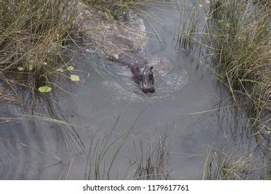 Hippo Sitting Africa River Cool Down Stock Photo 1179617761 | Shutterstock