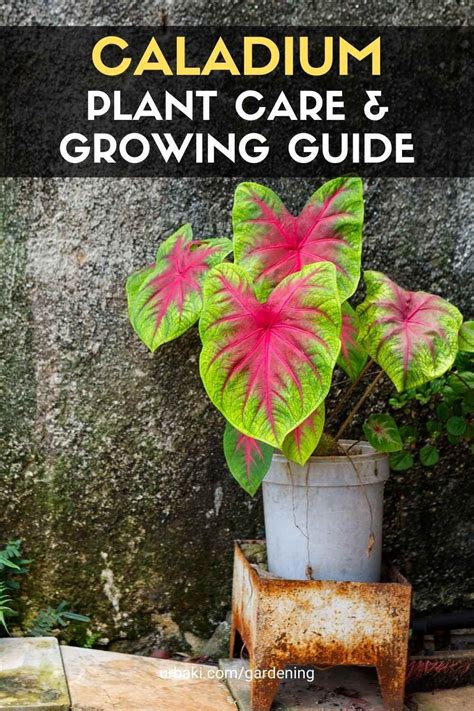 Caladium Plant Care Growing Guide Artofit