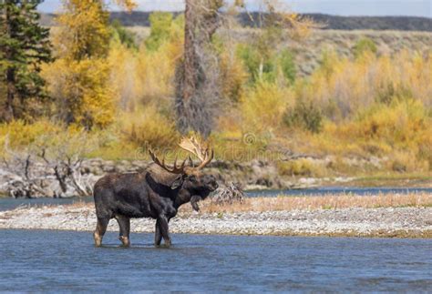 Bull Moose During The Rut In Fall In Wyoming Stock Image Image Of