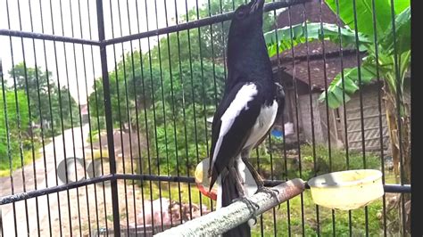 Sekali Dengar Langsung Koar Koar Ngobra Pancingan Burung Kacer Konslet