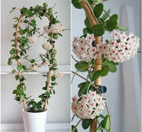 How To Grow And Care For Hoya Plants