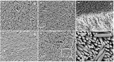 13 SEM Images Of Hematite Nanospindles Assembled In A Absence Of