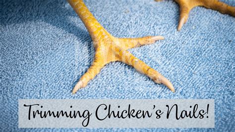 Tips For Trimming Chicken S Nails Youtube