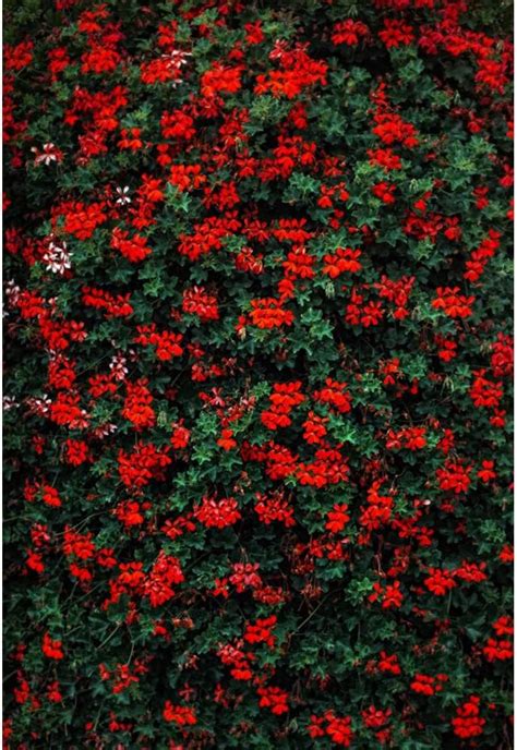 YongFoto 2x3m Vinyl Foto Hintergrund Rote blühende Blumen Grüne Blätter