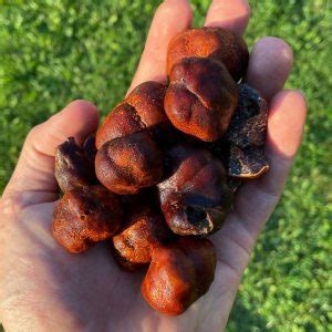 Tuber Canaliculatum Appalachian Truffle