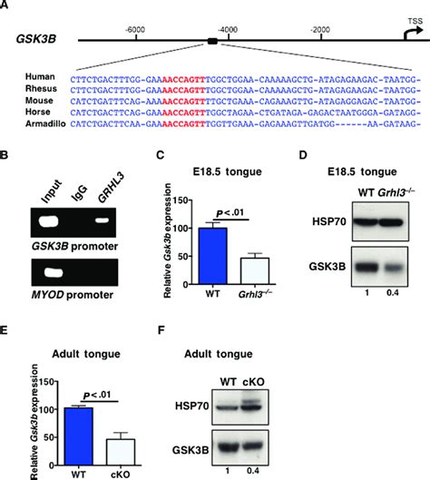 Gsk B As A Direct Transcriptional Target Of Grhl A Alignment Of The