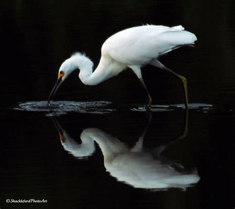 Wallpaper Great Egret Beak Fauna Heron Feather Pelecaniformes