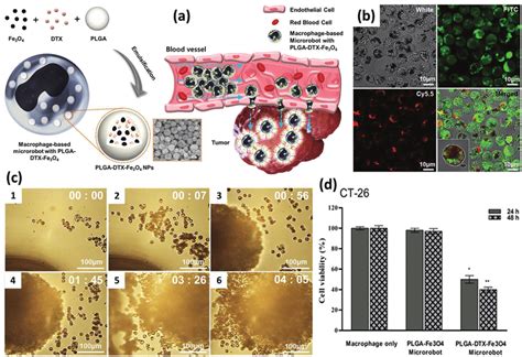 A Schematic Illustration Of Developing Macrophage Based Microrobot