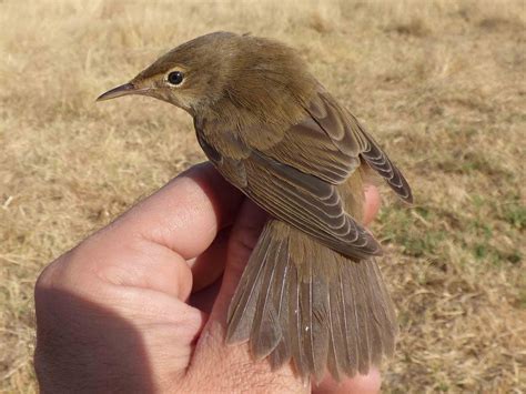 Aves De Extremadura Primer Carricero Pol Glota En Extremadura