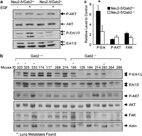 Activation Status Of Erk And Akt Kinases A Egf Triggered P Akt And