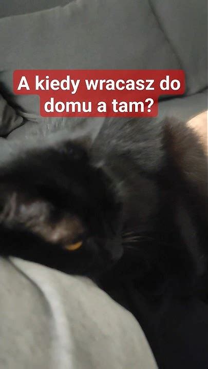 A Kiedyś Wracasz Do Domu A Tam Dupka Puchata 😱 Dom Kot Puchata