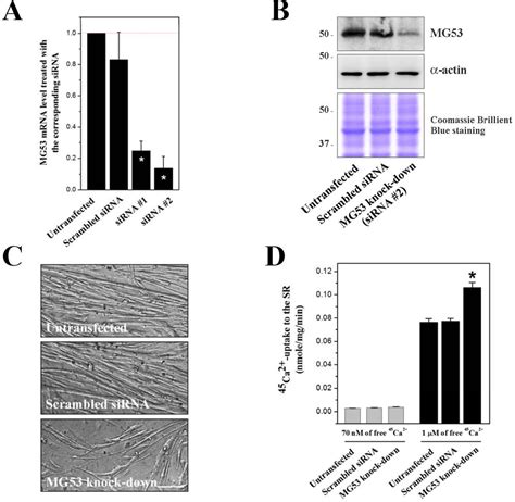 Figure 1 From Mitsugumin 53 Attenuates The Activity Of Sarcoplasmic