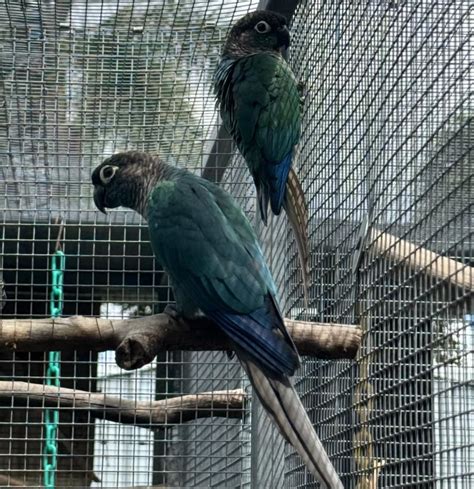 Proven Turquoise Green Cheek Conure Breeding Pairs