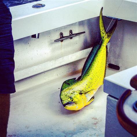 Mahi Lit Up For The Cooler Light Light Up Mahi Mahi