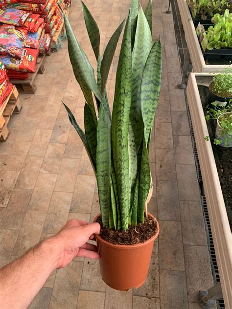 Sanseveria Sansevieria Zeylanica Vaso Ø17 Cm