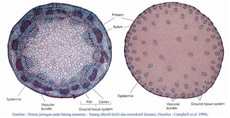 Praktikum Struktur Batang Tumbuhan Monokotil dan Dikotil - Agus Diman Syaputra