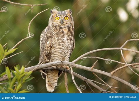 Owl With Yellow Eyes Perching On Tree Branch Stock Image Image Of