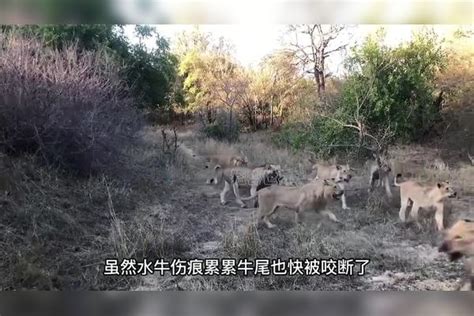 非洲水牛捅了狮子窝，被同伴抛弃后浴血奋战，最终寡不敌众！同伴水牛狮子