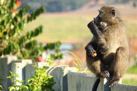 Tracking collars reveal baboons' raiding tactics in Cape Town