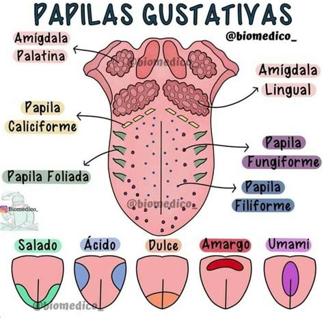 Papilas Gustativas Caracter Sticas Tipos Localizaci N Artofit