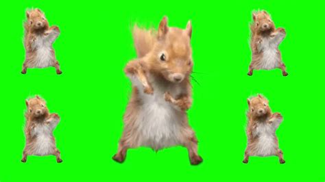 Dancing Squirrel Green Screen Template With Song Tiktok Meme Youtube