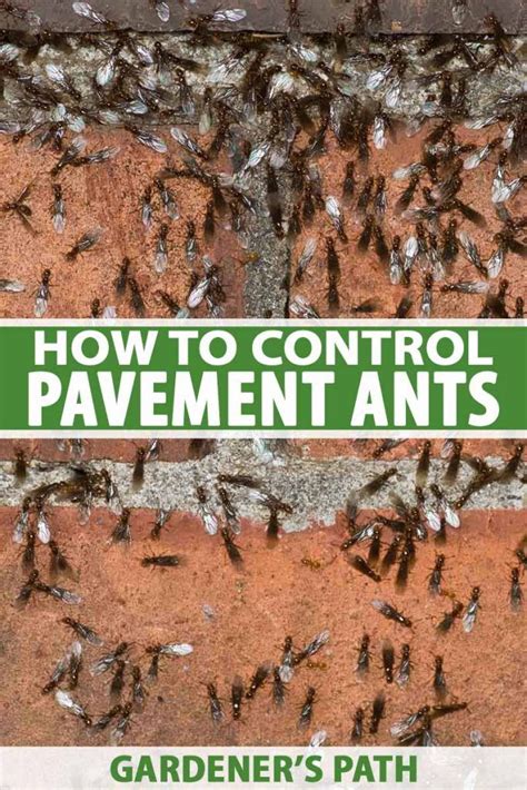 How To Eradicate A Pavement Ant Infestation Gardeners Path Ant