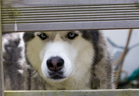 Husky Dog Siberian Free Photo On Pixabay