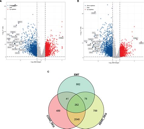 Frontiers The Cell Cycle Associated Protein Cdkn A May Promotes