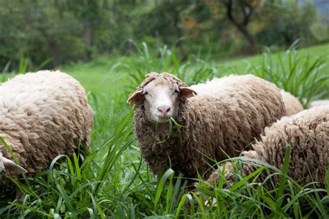 The Sheep Eat Grass Stock Photo Image Of Young Friendly 22230250