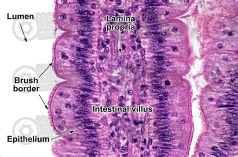 Mammal Small Intestine Transverse Section 500x Small Intestine