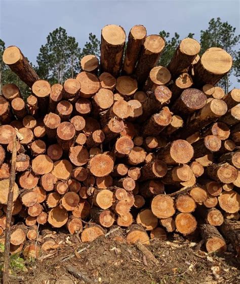 Timbermart South Accurate Timber Market Data