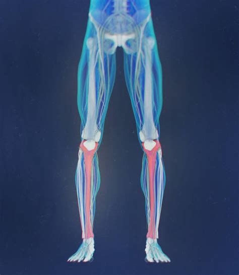 Best Tibia Xray Illustrations, Royalty-Free Vector Graphics & Clip Art - iStock