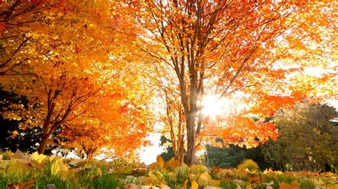 Autumn Leaves - Mystery Wallpaper