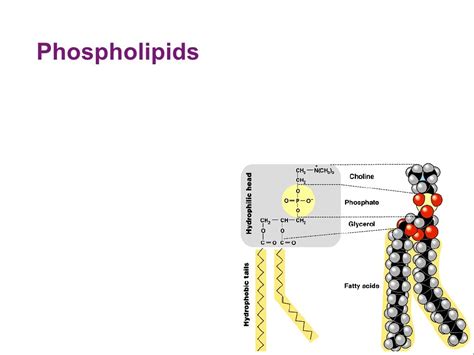 Phospholipids 